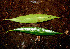  ( - BioBot00535)  @11 [ ] CreativeCommons - Attribution Non-Commercial Share-Alike (2010) Daniel H. Janzen Guanacaste Dry Forest Conservation Fund