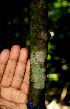  ( - BioBot00536)  @11 [ ] CreativeCommons - Attribution Non-Commercial Share-Alike (2010) Daniel H. Janzen Guanacaste Dry Forest Conservation Fund