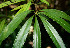  ( - BioBot00536)  @11 [ ] CreativeCommons - Attribution Non-Commercial Share-Alike (2010) Daniel H. Janzen Guanacaste Dry Forest Conservation Fund