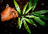  ( - BioBot00536)  @11 [ ] CreativeCommons - Attribution Non-Commercial Share-Alike (2010) Daniel H. Janzen Guanacaste Dry Forest Conservation Fund