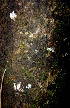  ( - BioBot00537)  @11 [ ] CreativeCommons - Attribution Non-Commercial Share-Alike (2010) Daniel H. Janzen Guanacaste Dry Forest Conservation Fund