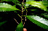  ( - BioBot00537)  @11 [ ] CreativeCommons - Attribution Non-Commercial Share-Alike (2010) Daniel H. Janzen Guanacaste Dry Forest Conservation Fund