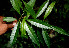  ( - BioBot00537)  @11 [ ] CreativeCommons - Attribution Non-Commercial Share-Alike (2010) Daniel H. Janzen Guanacaste Dry Forest Conservation Fund