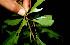  ( - BioBot00537)  @11 [ ] CreativeCommons - Attribution Non-Commercial Share-Alike (2010) Daniel H. Janzen Guanacaste Dry Forest Conservation Fund
