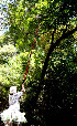  ( - BioBot00537)  @11 [ ] CreativeCommons - Attribution Non-Commercial Share-Alike (2010) Daniel H. Janzen Guanacaste Dry Forest Conservation Fund