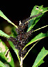  ( - BioBot00537)  @11 [ ] CreativeCommons - Attribution Non-Commercial Share-Alike (2010) Daniel H. Janzen Guanacaste Dry Forest Conservation Fund