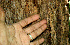  ( - BioBot00540)  @11 [ ] CreativeCommons - Attribution Non-Commercial Share-Alike (2010) Daniel H. Janzen Guanacaste Dry Forest Conservation Fund