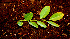  ( - BioBot00540)  @11 [ ] CreativeCommons - Attribution Non-Commercial Share-Alike (2010) Daniel H. Janzen Guanacaste Dry Forest Conservation Fund