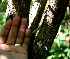  ( - BioBot00541)  @11 [ ] CreativeCommons - Attribution Non-Commercial Share-Alike (2010) Daniel H. Janzen Guanacaste Dry Forest Conservation Fund