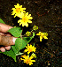  ( - BioBot00541)  @11 [ ] CreativeCommons - Attribution Non-Commercial Share-Alike (2010) Daniel H. Janzen Guanacaste Dry Forest Conservation Fund