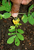  ( - BioBot00565)  @11 [ ] CreativeCommons - Attribution Non-Commercial Share-Alike (2010) Daniel H. Janzen Guanacaste Dry Forest Conservation Fund