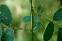  ( - BioBot00566)  @11 [ ] CreativeCommons - Attribution Non-Commercial Share-Alike (2010) Daniel H. Janzen Guanacaste Dry Forest Conservation Fund