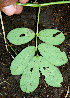  ( - BioBot00566)  @11 [ ] CreativeCommons - Attribution Non-Commercial Share-Alike (2010) Daniel H. Janzen Guanacaste Dry Forest Conservation Fund