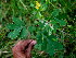  ( - BioBot00567)  @11 [ ] CreativeCommons - Attribution Non-Commercial Share-Alike (2010) Daniel H. Janzen Guanacaste Dry Forest Conservation Fund