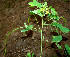 ( - BioBot00567)  @11 [ ] CreativeCommons - Attribution Non-Commercial Share-Alike (2010) Daniel H. Janzen Guanacaste Dry Forest Conservation Fund