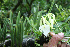  (Brassavola nodosa - BioBot00571)  @11 [ ] CreativeCommons - Attribution Non-Commercial Share-Alike (2010) Daniel H. Janzen Guanacaste Dry Forest Conservation Fund