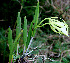  ( - BioBot00571)  @11 [ ] CreativeCommons - Attribution Non-Commercial Share-Alike (2010) Daniel H. Janzen Guanacaste Dry Forest Conservation Fund