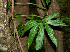  (Syngonium angustatum - BioBot00574)  @11 [ ] CreativeCommons - Attribution Non-Commercial Share-Alike (2010) Daniel H. Janzen Guanacaste Dry Forest Conservation Fund