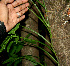  ( - BioBot00574)  @11 [ ] CreativeCommons - Attribution Non-Commercial Share-Alike (2010) Daniel H. Janzen Guanacaste Dry Forest Conservation Fund
