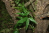  ( - BioBot00574)  @11 [ ] CreativeCommons - Attribution Non-Commercial Share-Alike (2010) Daniel H. Janzen Guanacaste Dry Forest Conservation Fund