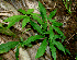  ( - BioBot00575)  @11 [ ] CreativeCommons - Attribution Non-Commercial Share-Alike (2010) Daniel H. Janzen Guanacaste Dry Forest Conservation Fund