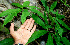  ( - BioBot00575)  @11 [ ] CreativeCommons - Attribution Non-Commercial Share-Alike (2010) Daniel H. Janzen Guanacaste Dry Forest Conservation Fund