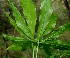  ( - BioBot00575)  @11 [ ] CreativeCommons - Attribution Non-Commercial Share-Alike (2010) Daniel H. Janzen Guanacaste Dry Forest Conservation Fund