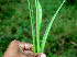  ( - BioBot00575)  @11 [ ] CreativeCommons - Attribution Non-Commercial Share-Alike (2010) Daniel H. Janzen Guanacaste Dry Forest Conservation Fund