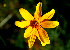  ( - BioBot00577)  @11 [ ] CreativeCommons - Attribution Non-Commercial Share-Alike (2010) Daniel H. Janzen Guanacaste Dry Forest Conservation Fund