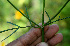  ( - BioBot00577)  @11 [ ] CreativeCommons - Attribution Non-Commercial Share-Alike (2010) Daniel H. Janzen Guanacaste Dry Forest Conservation Fund