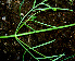  ( - BioBot00577)  @11 [ ] CreativeCommons - Attribution Non-Commercial Share-Alike (2010) Daniel H. Janzen Guanacaste Dry Forest Conservation Fund