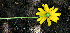  ( - BioBot00578)  @11 [ ] CreativeCommons - Attribution Non-Commercial Share-Alike (2010) Daniel H. Janzen Guanacaste Dry Forest Conservation Fund