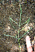  ( - BioBot00578)  @11 [ ] CreativeCommons - Attribution Non-Commercial Share-Alike (2010) Daniel H. Janzen Guanacaste Dry Forest Conservation Fund