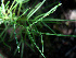  ( - BioBot00579)  @11 [ ] CreativeCommons - Attribution Non-Commercial Share-Alike (2010) Daniel H. Janzen Guanacaste Dry Forest Conservation Fund
