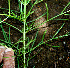  ( - BioBot00579)  @11 [ ] CreativeCommons - Attribution Non-Commercial Share-Alike (2010) Daniel H. Janzen Guanacaste Dry Forest Conservation Fund