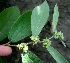  ( - BioBot00581)  @11 [ ] CreativeCommons - Attribution Non-Commercial Share-Alike (2010) Daniel H. Janzen Guanacaste Dry Forest Conservation Fund