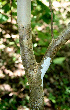  (Lippia oxyphyllaria - BioBot00583)  @11 [ ] CreativeCommons - Attribution Non-Commercial Share-Alike (2010) Daniel H. Janzen Guanacaste Dry Forest Conservation Fund