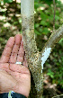 ( - BioBot00583)  @11 [ ] CreativeCommons - Attribution Non-Commercial Share-Alike (2010) Daniel H. Janzen Guanacaste Dry Forest Conservation Fund