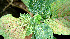  ( - BioBot00583)  @11 [ ] CreativeCommons - Attribution Non-Commercial Share-Alike (2010) Daniel H. Janzen Guanacaste Dry Forest Conservation Fund