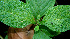  ( - BioBot00584)  @11 [ ] CreativeCommons - Attribution Non-Commercial Share-Alike (2010) Daniel H. Janzen Guanacaste Dry Forest Conservation Fund