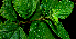  ( - BioBot00585)  @11 [ ] CreativeCommons - Attribution Non-Commercial Share-Alike (2010) Daniel H. Janzen Guanacaste Dry Forest Conservation Fund