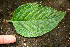  ( - BioBot00585)  @11 [ ] CreativeCommons - Attribution Non-Commercial Share-Alike (2010) Daniel H. Janzen Guanacaste Dry Forest Conservation Fund
