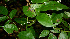  ( - BioBot00586)  @11 [ ] CreativeCommons - Attribution Non-Commercial Share-Alike (2010) Daniel H. Janzen Guanacaste Dry Forest Conservation Fund