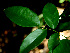  ( - BioBot00586)  @11 [ ] CreativeCommons - Attribution Non-Commercial Share-Alike (2010) Daniel H. Janzen Guanacaste Dry Forest Conservation Fund
