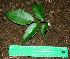  ( - BioBot00586)  @11 [ ] CreativeCommons - Attribution Non-Commercial Share-Alike (2010) Daniel H. Janzen Guanacaste Dry Forest Conservation Fund