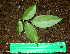  ( - BioBot00586)  @11 [ ] CreativeCommons - Attribution Non-Commercial Share-Alike (2010) Daniel H. Janzen Guanacaste Dry Forest Conservation Fund