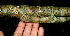  ( - BioBot00587)  @11 [ ] CreativeCommons - Attribution Non-Commercial Share-Alike (2010) Daniel H. Janzen Guanacaste Dry Forest Conservation Fund
