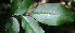 ( - BioBot00587)  @11 [ ] CreativeCommons - Attribution Non-Commercial Share-Alike (2010) Daniel H. Janzen Guanacaste Dry Forest Conservation Fund