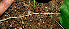  ( - BioBot00587)  @11 [ ] CreativeCommons - Attribution Non-Commercial Share-Alike (2010) Daniel H. Janzen Guanacaste Dry Forest Conservation Fund
