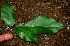 ( - BioBot00587)  @11 [ ] CreativeCommons - Attribution Non-Commercial Share-Alike (2010) Daniel H. Janzen Guanacaste Dry Forest Conservation Fund
